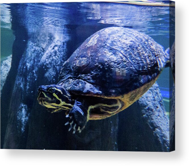 Orcinus Fotograffy Acrylic Print featuring the photograph Low Down Yellowbelly by Kimo Fernandez