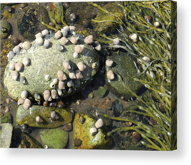 Life At Low Tide For An Hour Or Two.  Acrylic Print featuring the photograph Low Tide Snails by Deborah Ferree