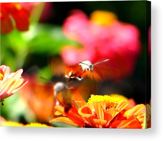 Nature Acrylic Print featuring the photograph Lucky Shot by Ana Maria Edulescu