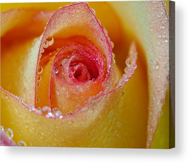 Rose Acrylic Print featuring the photograph Macro Yellow and Red Rose by Brad Boland