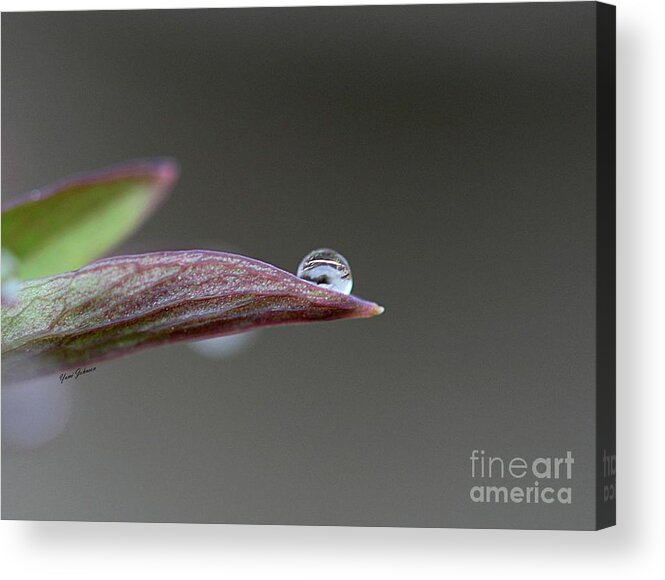 Droplets Acrylic Print featuring the photograph Magical ball by Yumi Johnson