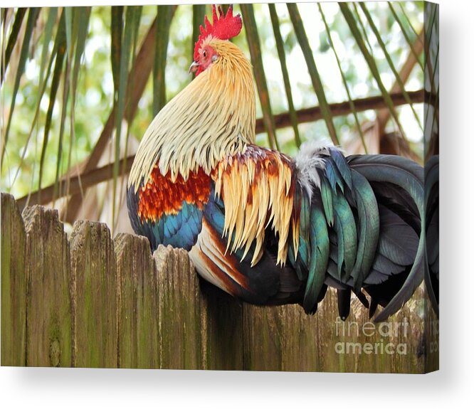 Rooster Acrylic Print featuring the photograph Majestic by Jan Gelders