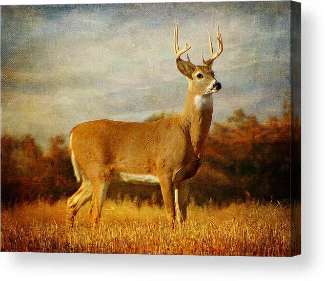 Deer Acrylic Print featuring the photograph Majestic Pose by Blair Wainman