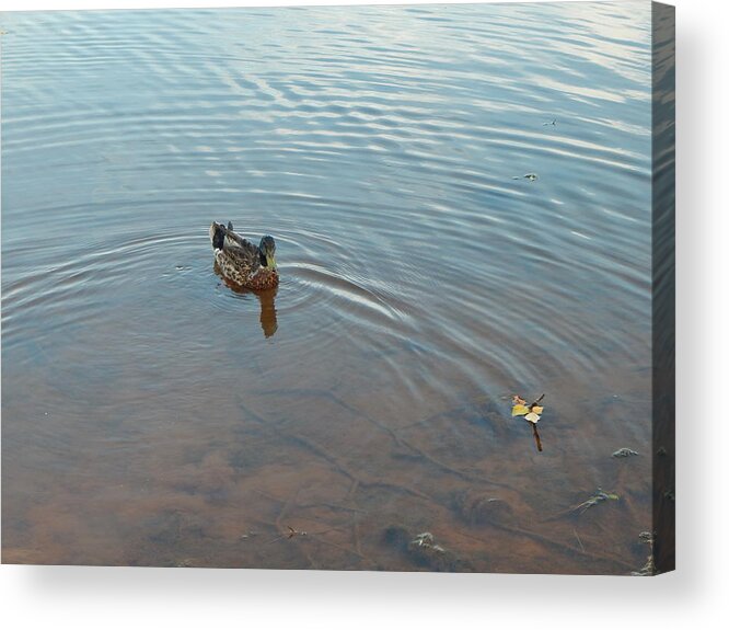 Duck Acrylic Print featuring the photograph Mallard and Pond by Brant Safrit