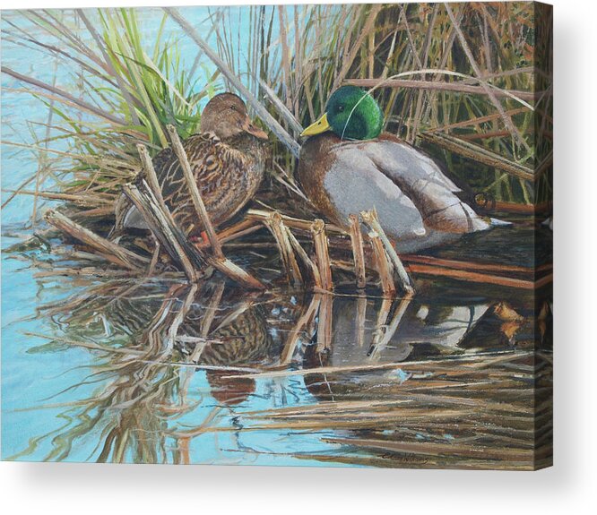 Mallards Acrylic Print featuring the painting Mallards at Rithet's Bog by E Colin Williams ARCA