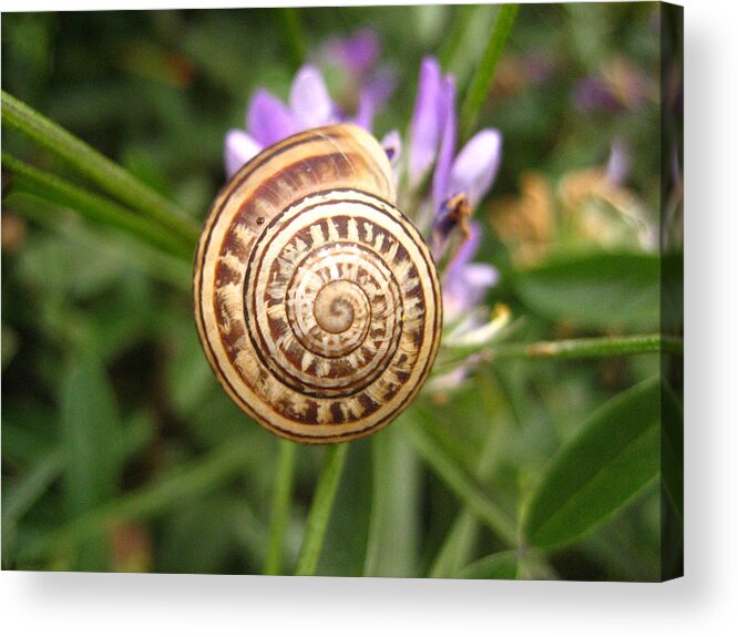 Photograph Acrylic Print featuring the photograph Malta Snail by Annette Hadley