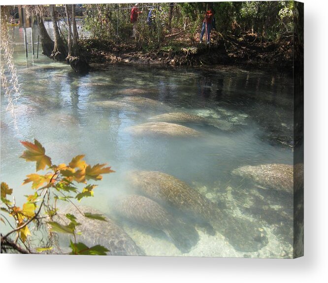 Three Sisters Springs Acrylic Print featuring the photograph Manatees and Leaves by Debra Payne
