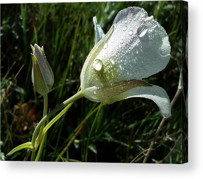 Dew;drops Acrylic Print featuring the photograph Mariposa Dew Rocky Mountain Meadow by Laura Davis