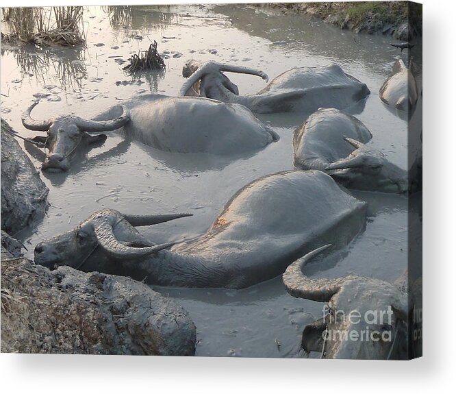 Asia Acrylic Print featuring the photograph Medium shot of a group of Water Buffalos Wallowing in a Mud Hole by Jason Rosette