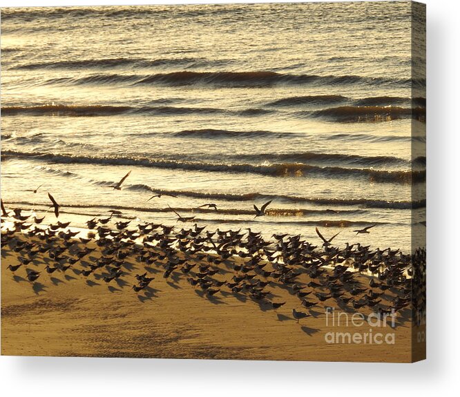 Coastal Birds Acrylic Print featuring the digital art Momentous by Jan Gelders