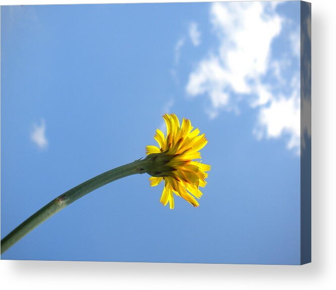 Dandelion Acrylic Print featuring the photograph Mommy's 1st Flower by Diannah Lynch