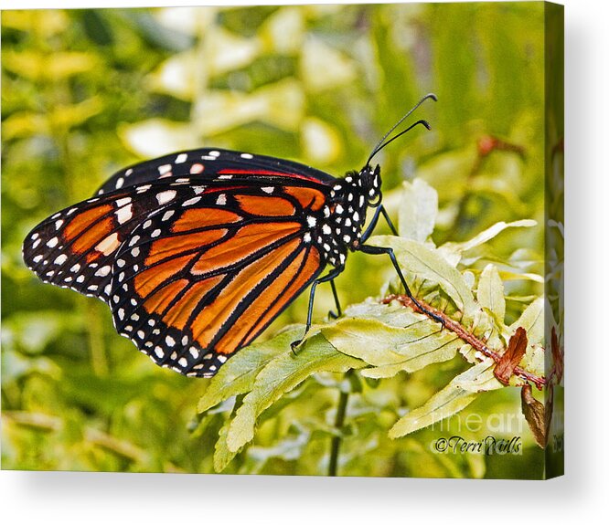 Monarch Acrylic Print featuring the pyrography Monarch Butterfly by Terri Mills