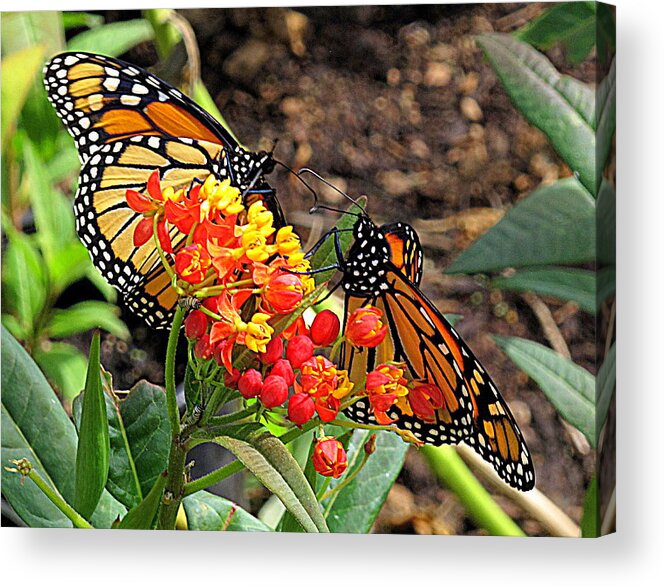 Butterfly Acrylic Print featuring the photograph Monarch Handshake by Suzy Piatt