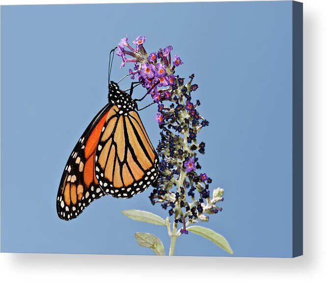 Lara Ellis Acrylic Print featuring the photograph Monarch Orange and Blue by Lara Ellis