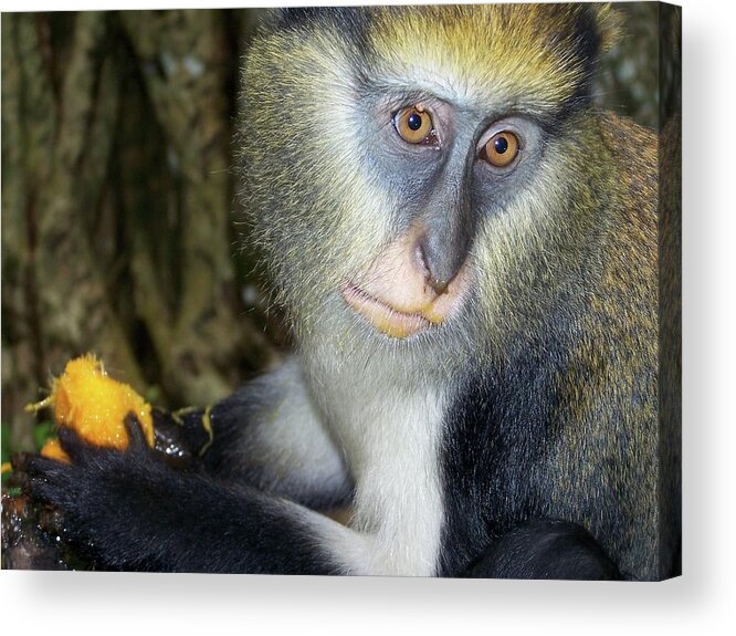 Monkey Acrylic Print featuring the photograph Monkey with his Mango by Jamie Johnson