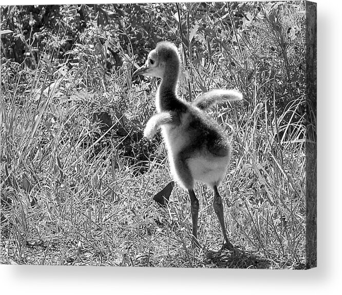 Sandhill Crane Acrylic Print featuring the photograph Monochrome Baby Sandhill Crane  by Christopher Mercer