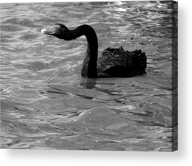 Black Swan Acrylic Print featuring the photograph Monochrome Swimming Black Swan 000  by Christopher Mercer