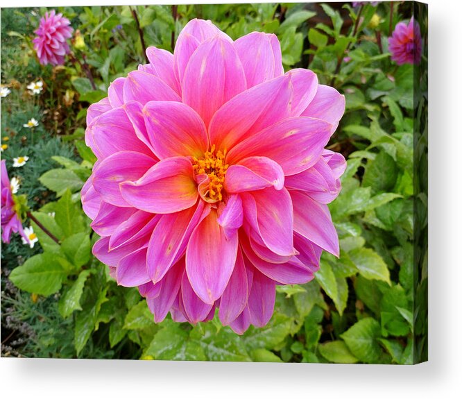 Dahlia Acrylic Print featuring the photograph Monterey Pink by Robert Meyers-Lussier