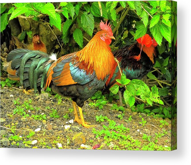 Chicken Acrylic Print featuring the photograph Moorea Chicken by Bill Barber