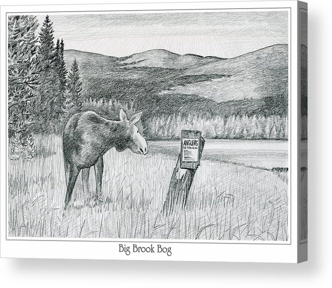 Moose Acrylic Print featuring the drawing Moose at Big Brook Bog by Harry Moulton