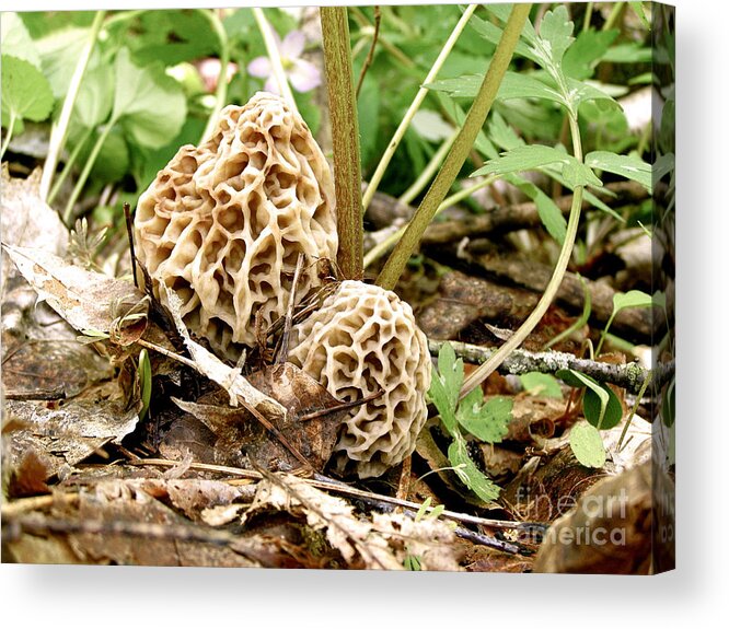 Morel Acrylic Print featuring the photograph Morel Mushrooms by Angie Rea
