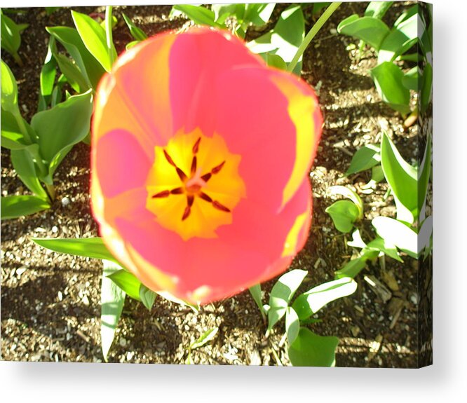 Flower Acrylic Print featuring the photograph Morning Blossom by Kicking Bear Productions
