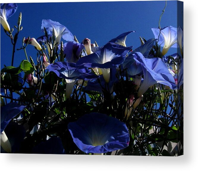 Morning Glories Acrylic Print featuring the photograph Morning Glories by Larry Bacon