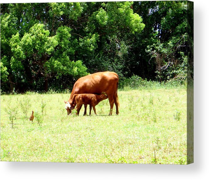 Animal Acrylic Print featuring the photograph Morning in the Meadow by Mary Deal