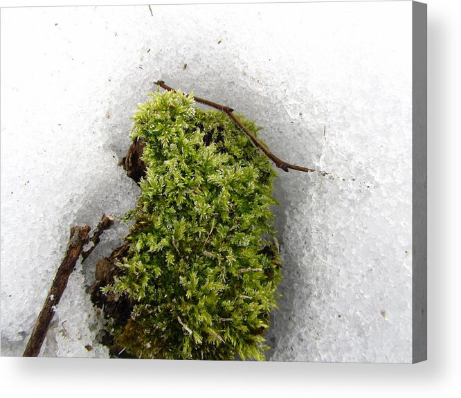 Moss Acrylic Print featuring the photograph Moss by Mariel Mcmeeking