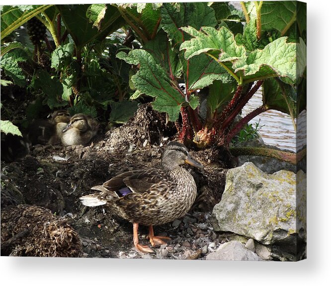 Plants Acrylic Print featuring the photograph Mother and Ducklings by Dawn Hay