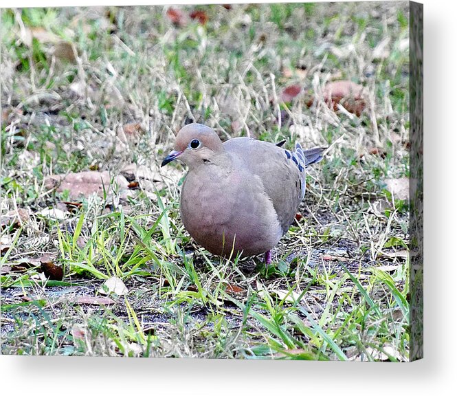 Wildlife Photography Acrylic Print featuring the photograph Mourning Dove 000 by Christopher Mercer