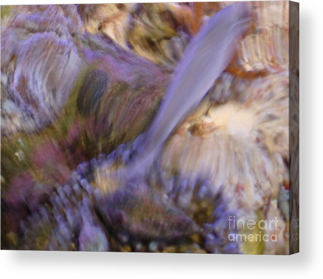 Fish Acrylic Print featuring the photograph Movement by PJ Cloud