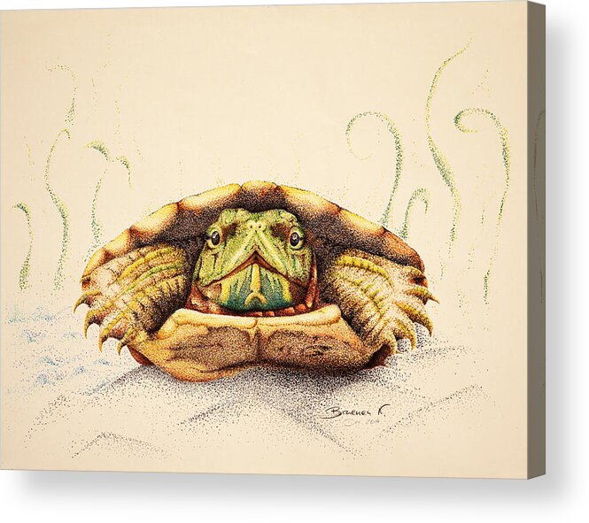 Turtle Acrylic Print featuring the drawing Mr. Flo by Katharina Bruenen