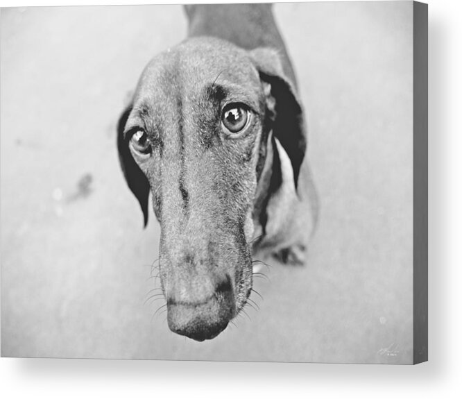 Portrait Acrylic Print featuring the photograph Mr Fritz 2 BnW by Michael Blaine