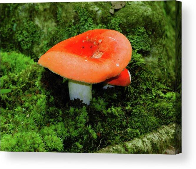 Mushroom On The Appalachian Trail Acrylic Print featuring the photograph Mushroom on the Appalachian Trail by Raymond Salani III