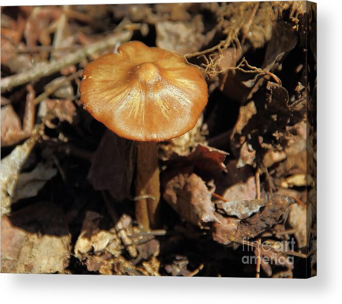 Mushroom Acrylic Print featuring the photograph Mushroom Rising by Allen Nice-Webb