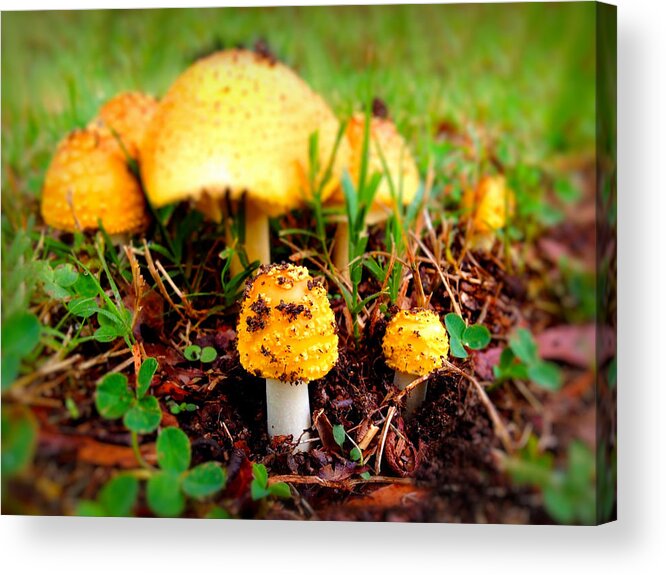 Landscape Acrylic Print featuring the photograph Mushrooms in Wonder by Morgan Carter
