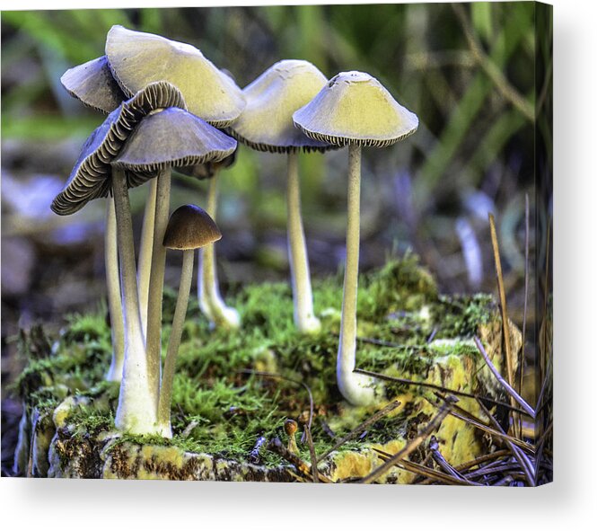 Nature Acrylic Print featuring the photograph Family of Mushrooms by WAZgriffin Digital
