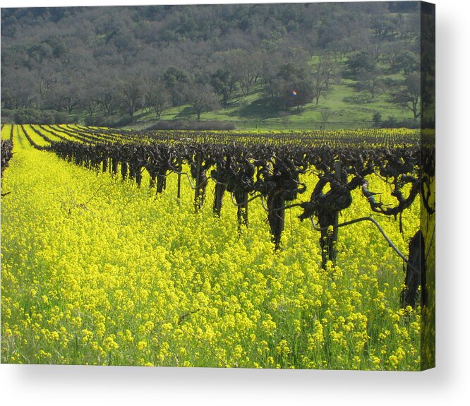 Landscape Acrylic Print featuring the photograph Mustard flowers by Kim Pascu