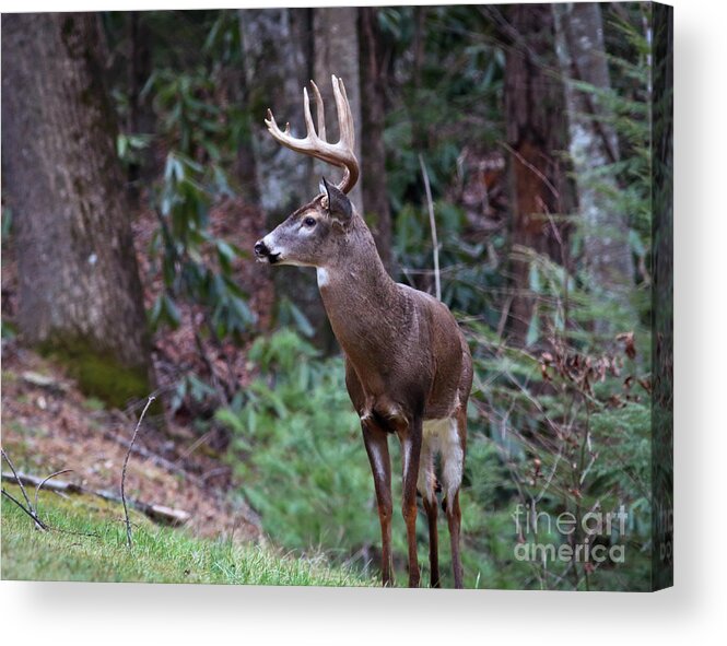 Buck Acrylic Print featuring the photograph My Best Side by Douglas Stucky