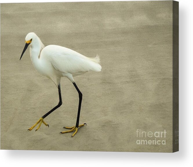 Snowy Egret Acrylic Print featuring the photograph My Yellow Shoes by Jan Gelders