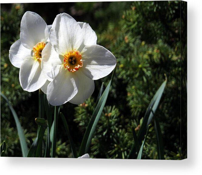 Flower Acrylic Print featuring the photograph Narcissus poeticus by Jean Evans