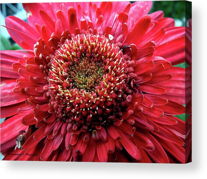 Natural Acrylic Print featuring the photograph Natural Flower by Kimmary MacLean