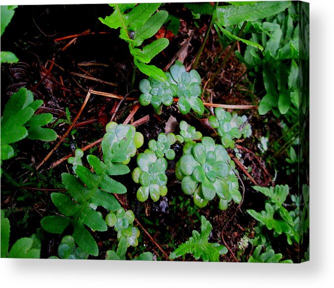 Lichen Acrylic Print featuring the photograph Natural Still Life #8 by Larry Bacon