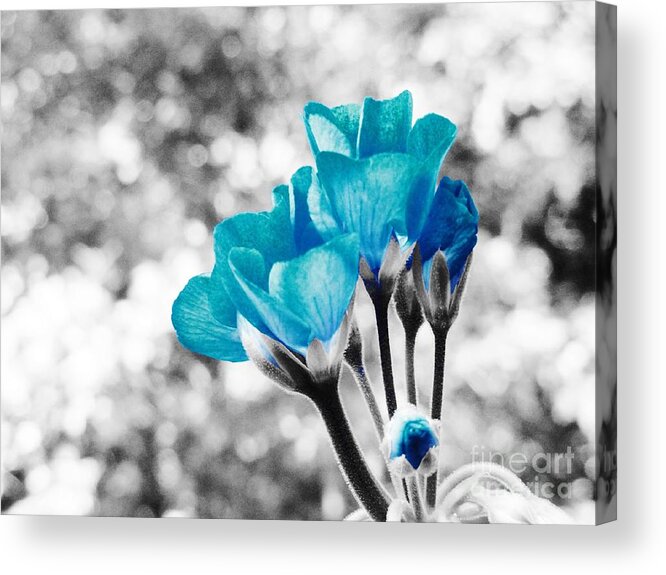 Blue Acrylic Print featuring the photograph Near Bloom Blue by Johari Smith