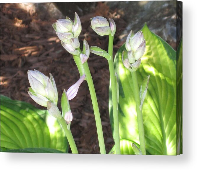 Plants Acrylic Print featuring the photograph New Beginnings I by Lori Chartier