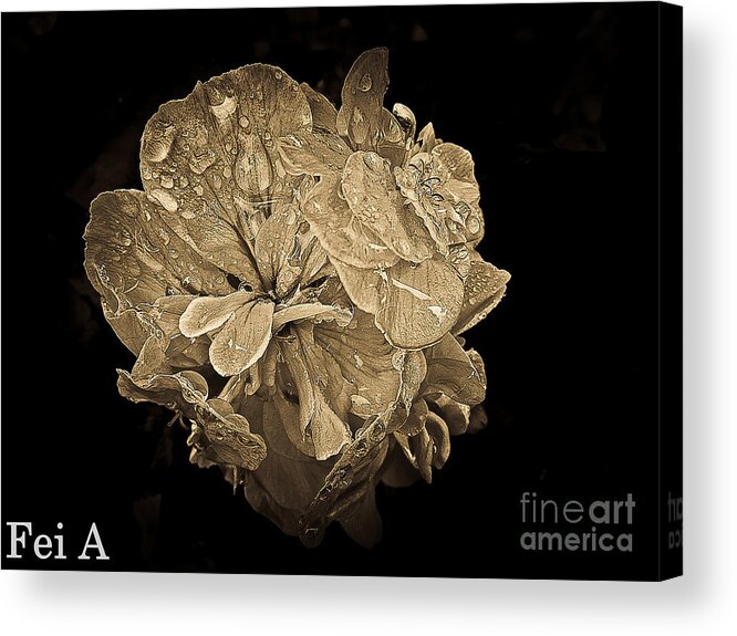 Flower Acrylic Print featuring the photograph Nightfall by Fei A