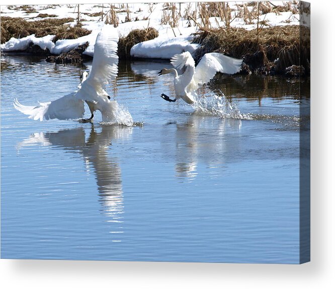 Birds Acrylic Print featuring the photograph Not Always Graceful by DeeLon Merritt