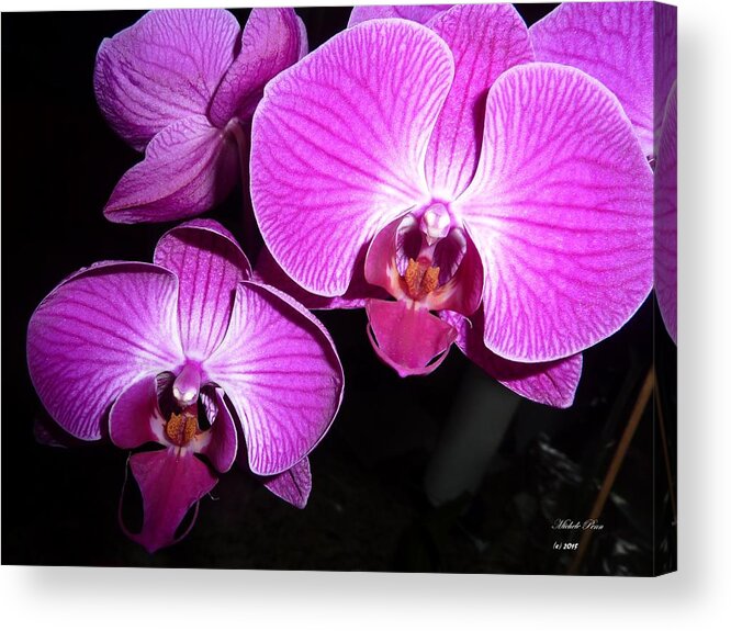  Flower Photograph Acrylic Print featuring the photograph Freedom in Pink by Michele Penn