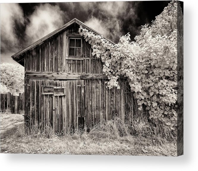 Old Shed Acrylic Print featuring the photograph Old Shed in Sepia by Greg Nyquist